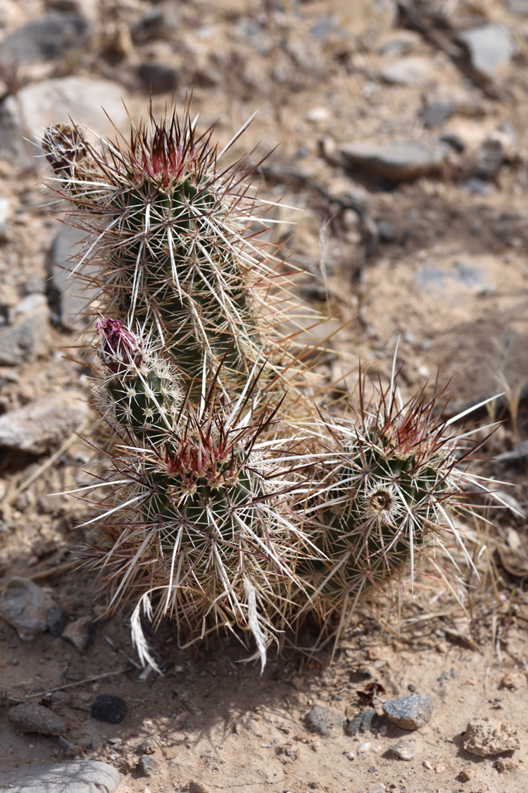 Echinocereus engelmannii, USA, Nevada, Clark Co.