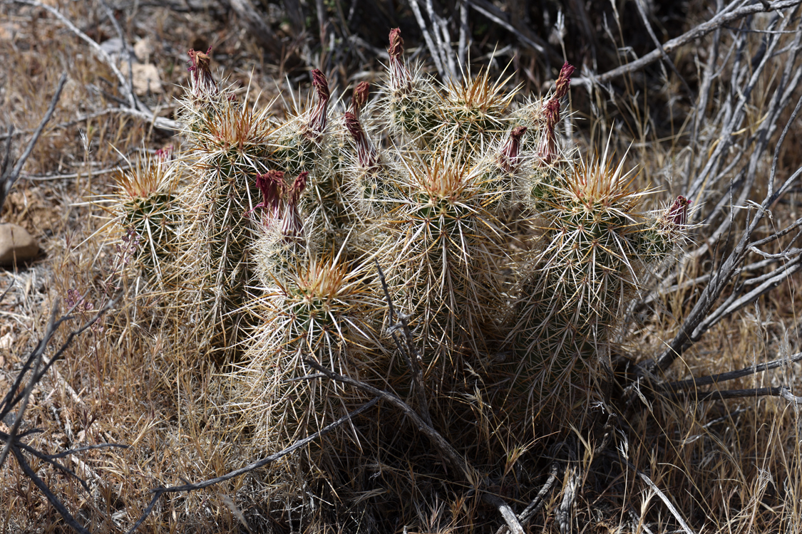 Echinocereus engelmannii, USA, Nevada, Clark Co.