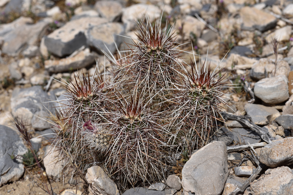 Echinocereus engelmannii, USA, Nevada, Clark Co.