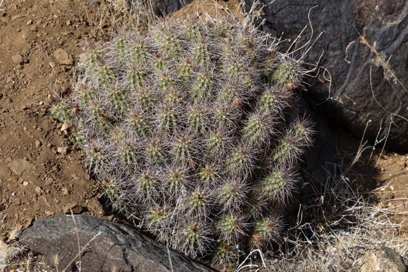 Echinocereus bakeri, USA, Arizona, Mohave Co.