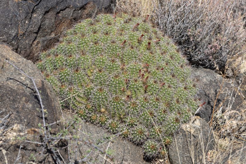 Echinocereus bakeri, USA, Arizona, Mohave Co.