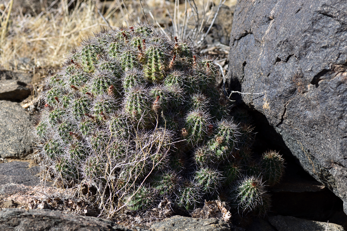 Echinocereus bakeri, USA, Arizona, Mohave Co.