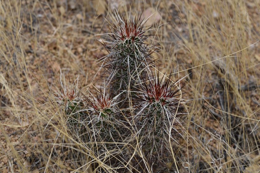 Echinocereus engelmannii, USA, Arizona, Mohave Co.