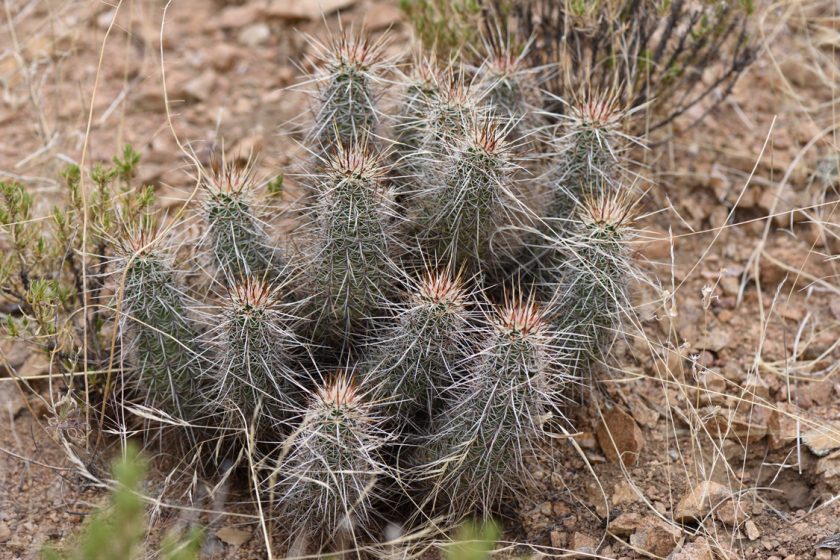 Echinocereus engelmannii, USA, Arizona, Mohave Co.