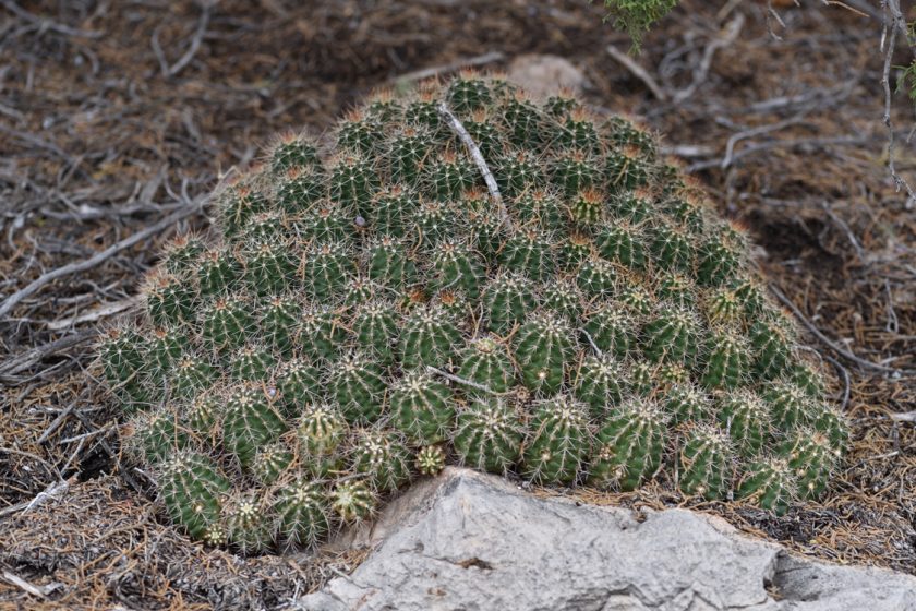 Echinocereus bakeri, USA, Arizona, Yavapai Co.