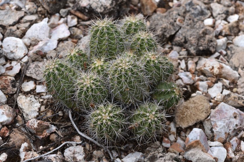 Echinocereus bakeri, USA, Arizona, Yavapai Co.