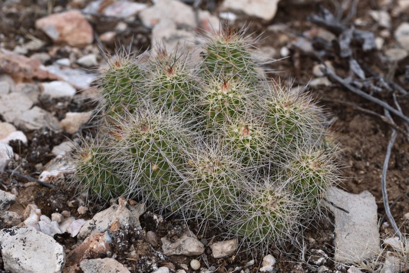 Echinocereus bakeri, USA, Arizona, Yavapai Co.