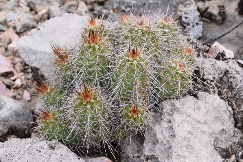 Echinocereus bakeri, USA, Arizona, Yavapai Co.