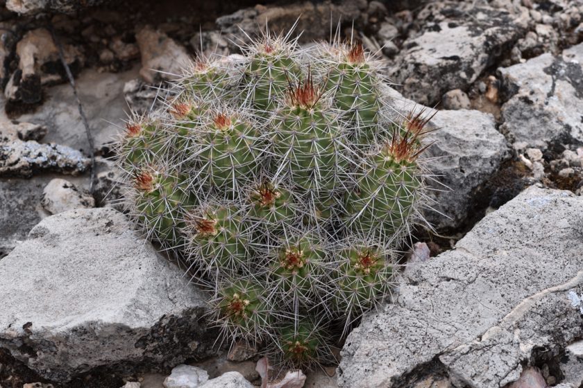 Echinocereus bakeri, USA, Arizona, Yavapai Co.