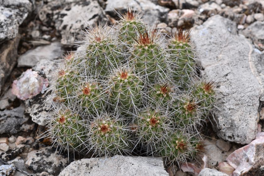 Echinocereus bakeri, USA, Arizona, Yavapai Co.