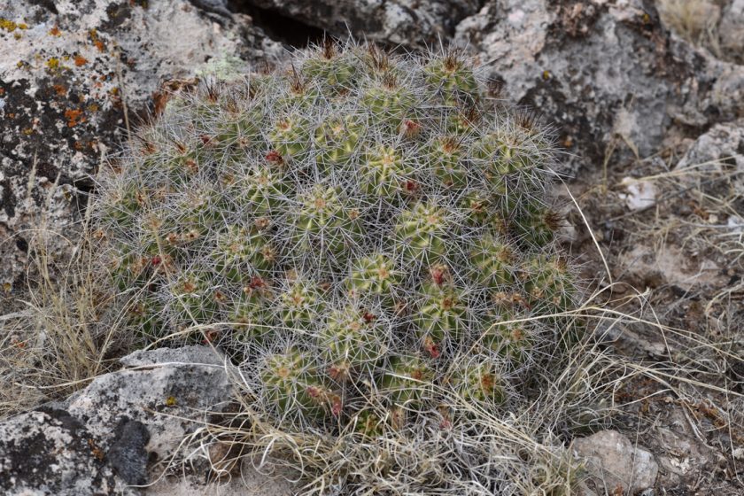 Echinocereus bakeri, USA, Arizona, Yavapai Co.