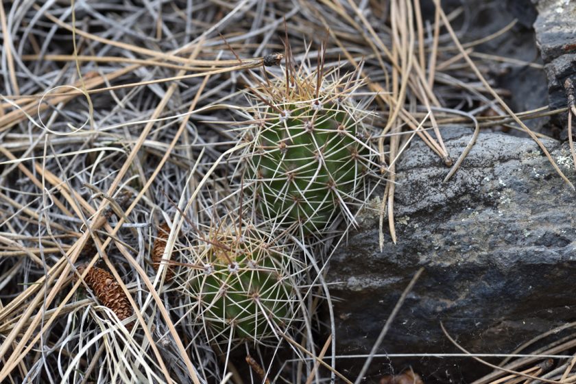 Echinocereus bakeri, USA, Arizona, Coconino Co.