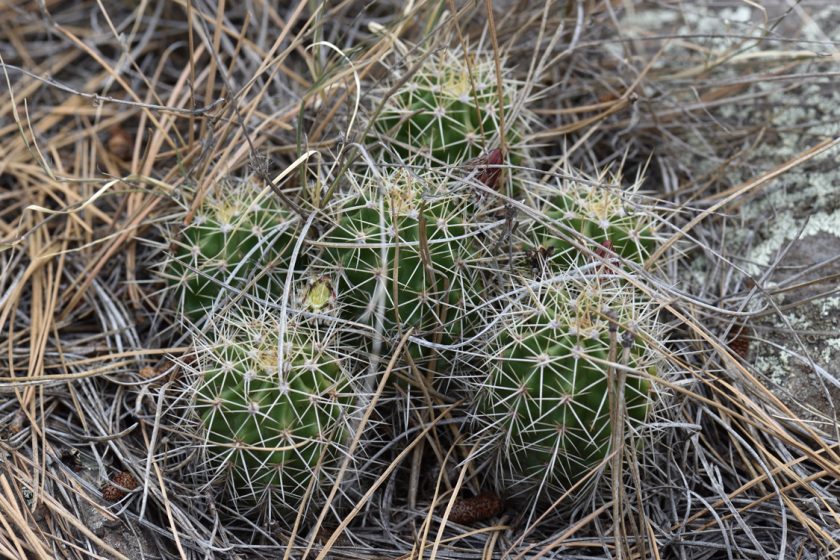 Echinocereus bakeri, USA, Arizona, Coconino Co.
