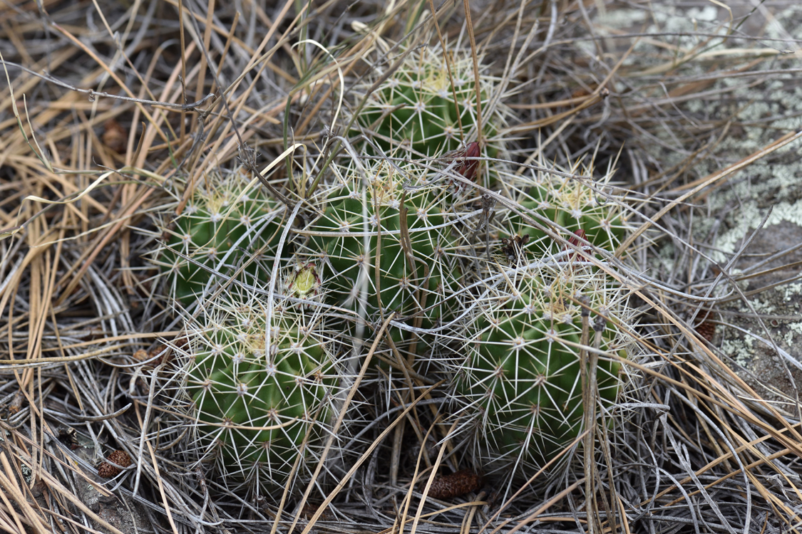 Echinocereus bakeri, USA, Arizona, Coconino Co.