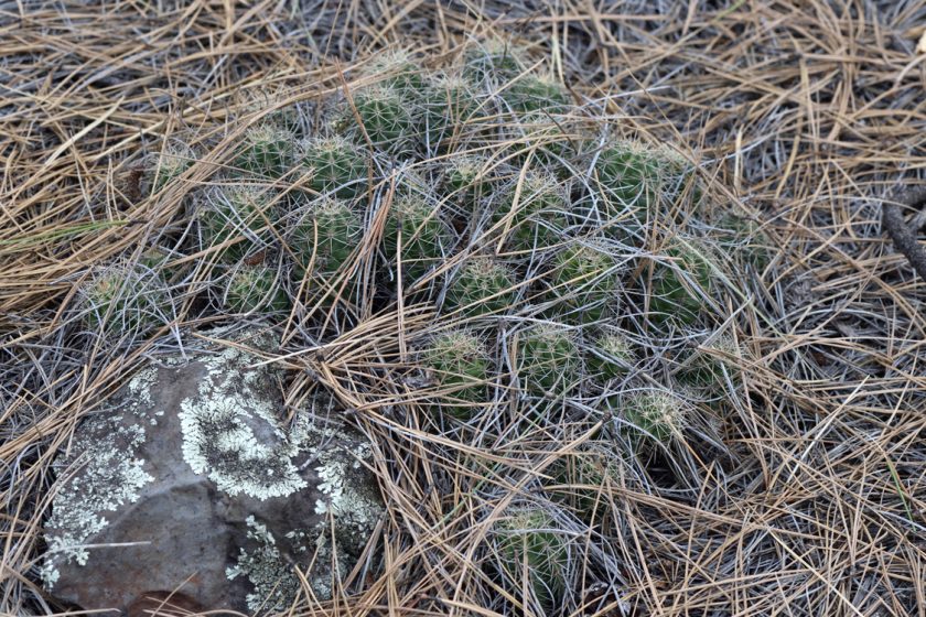 Echinocereus bakeri, USA, Arizona, Coconino Co.