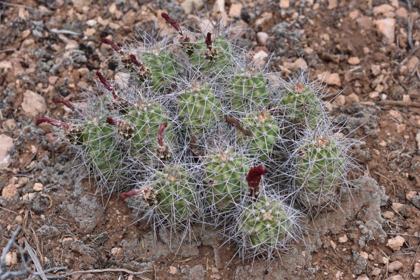 Echinocereus mojavensis, USA, Arizona, Coconino Co.