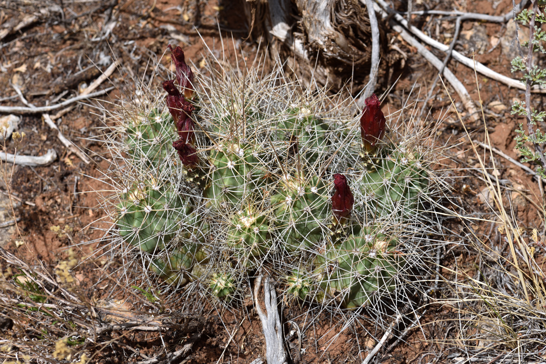 Echinocereus mojavensis, USA, Arizona, Coconino Co.