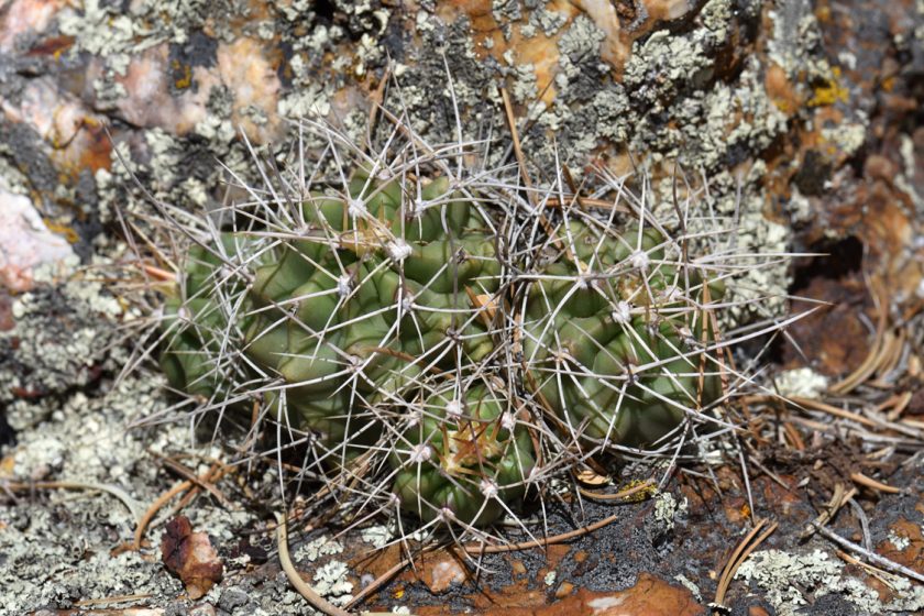 Echinocereus mojavensis, USA, Arizona, Coconino Co.