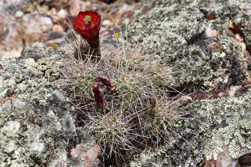 Echinocereus mojavensis, USA, Arizona, Coconino Co.