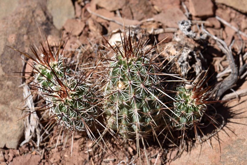 Echinocereus engelmannii, USA, Arizona, Coconino Co.