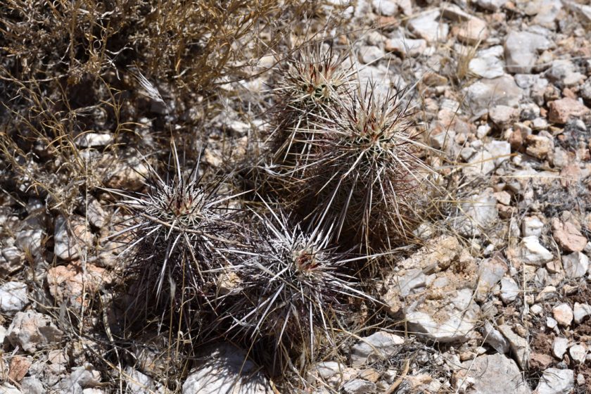 Echinocereus engelmannii, USA, Arizona, Coconino Co.