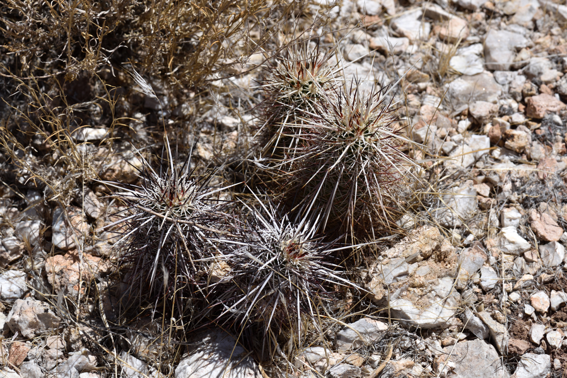 Echinocereus engelmannii, USA, Arizona, Coconino Co.