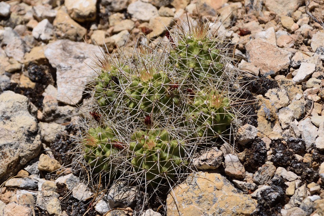Echinocereus mojavensis, USA, Arizona, Coconino Co.