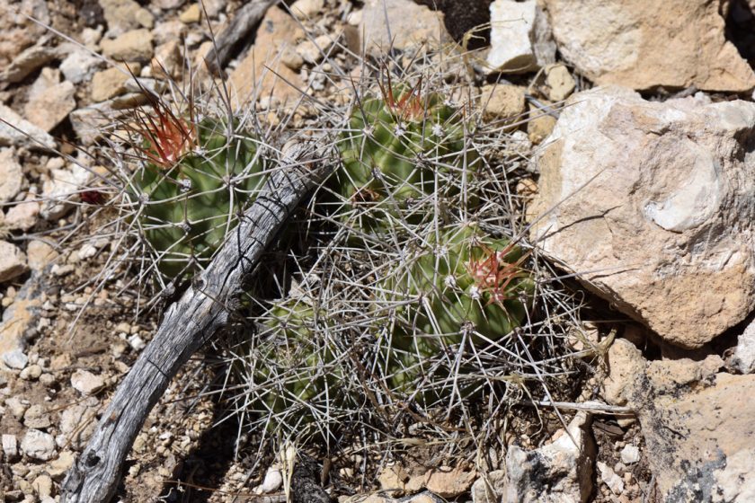 Echinocereus mojavensis, USA, Arizona, Coconino Co.
