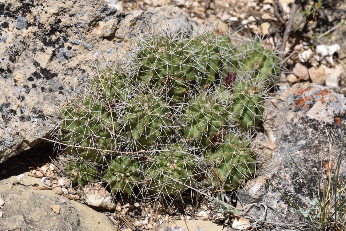 Echinocereus mojavensis, USA, Arizona, Coconino Co.