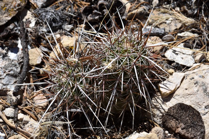 Echinocereus engelmannii, USA, Arizona, Coconino Co.