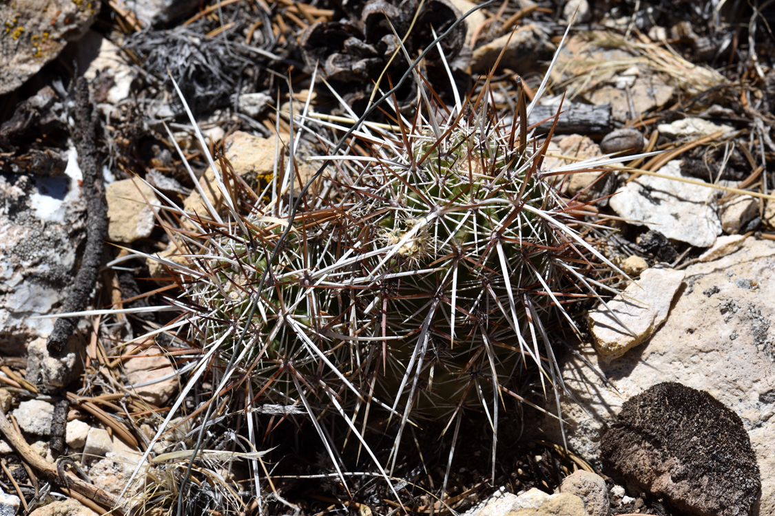 Echinocereus engelmannii, USA, Arizona, Coconino Co.