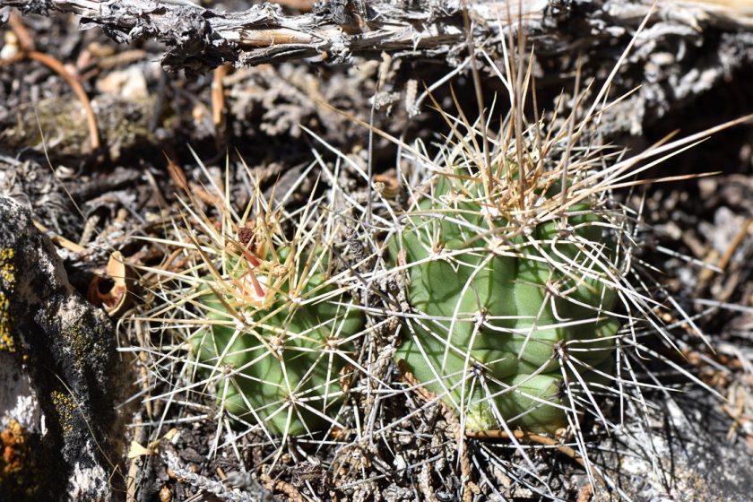 Echinocereus mojavensis, USA, Arizona, Coconino Co.