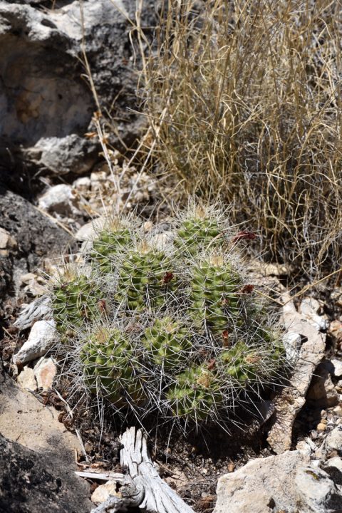Echinocereus mojavensis, USA, Arizona, Coconino Co.