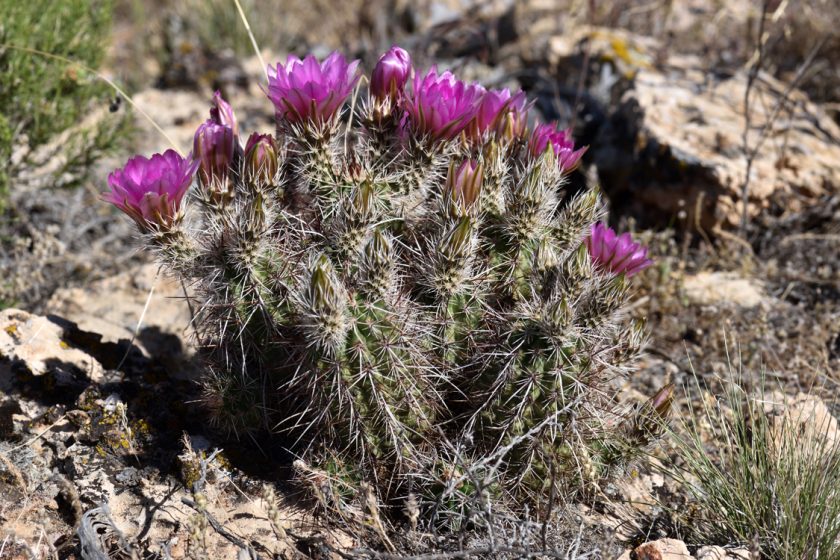 Echinocereus engelmannii, USA, Arizona, Coconino Co.