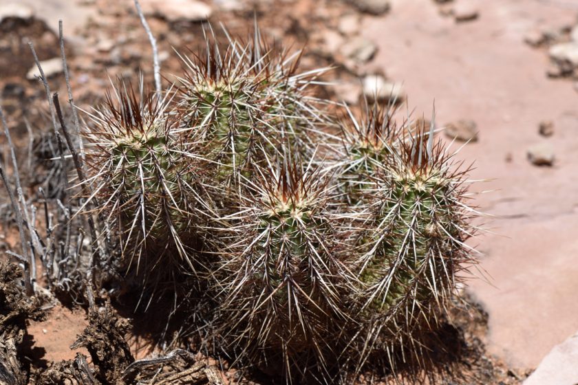 Echinocereus engelmannii, USA, Arizona, Mohave Co.