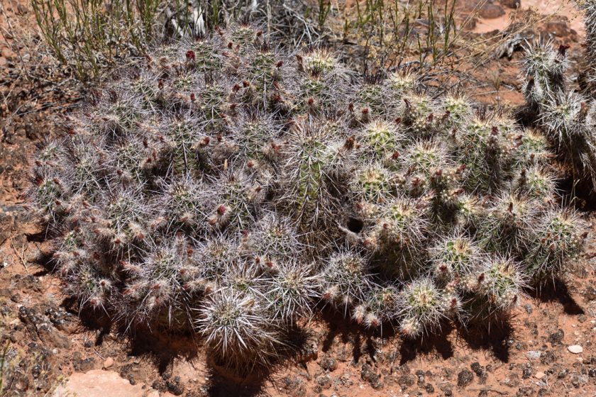 Echinocereus canyonensis, USA, Arizona, Mohave Co.