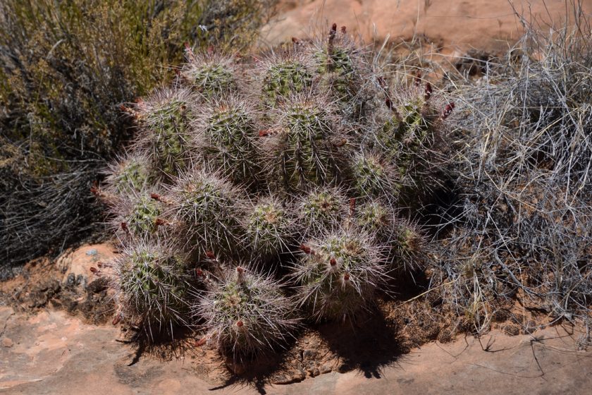 Echinocereus canyonensis, USA, Arizona, Mohave Co.