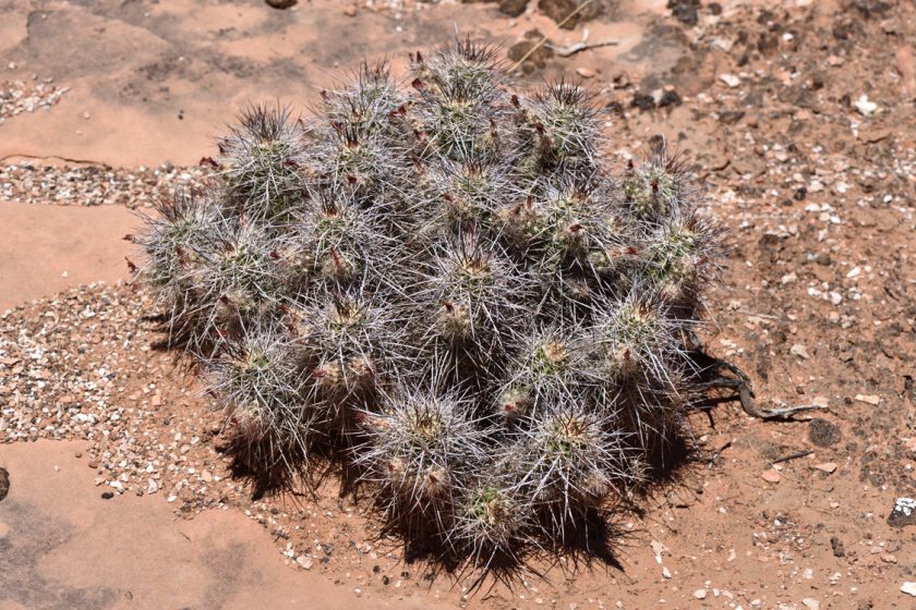 Echinocereus canyonensis, USA, Arizona, Mohave Co.