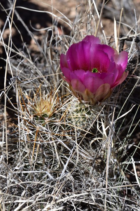 Echinocereus engelmannii, USA, Arizona, Mohave Co.