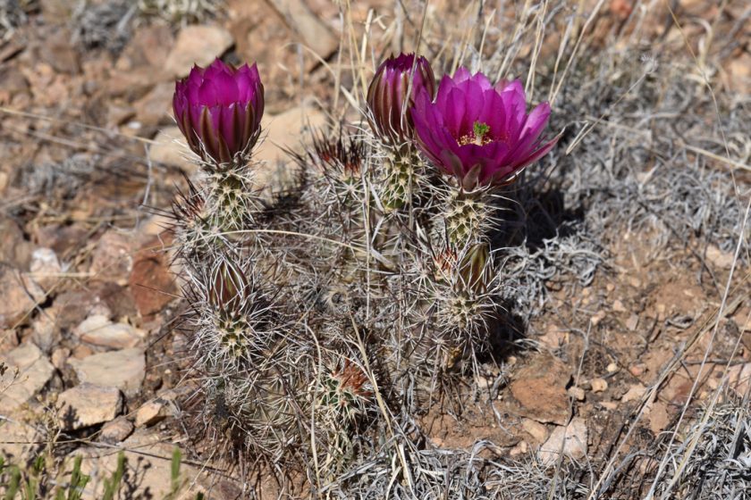 Echinocereus engelmannii, USA, Arizona, Mohave Co.