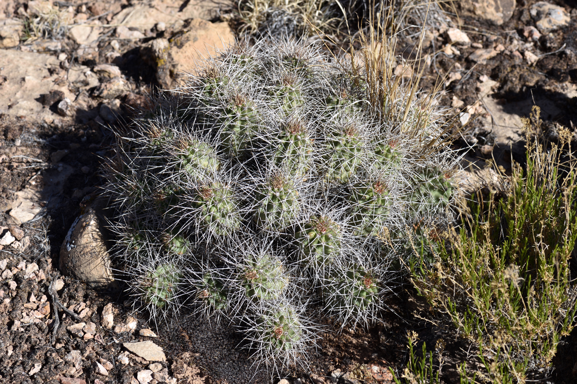 Echinocereus mojavensis, USA, Arizona, Mohave Co.