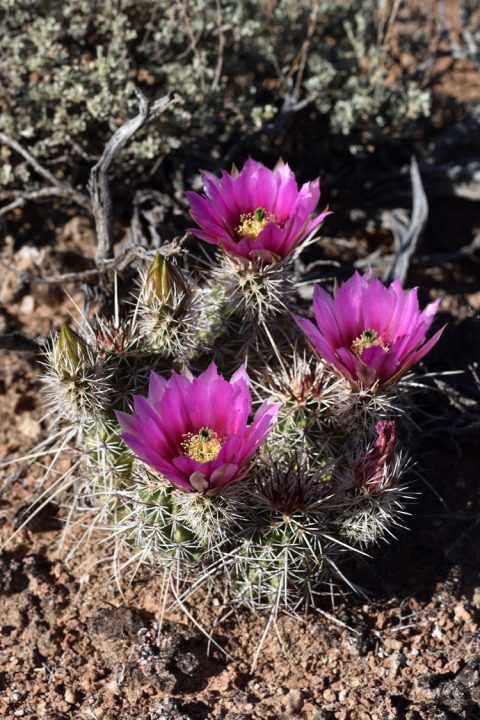Echinocereus engelmannii, USA, Arizona, Coconino Co.