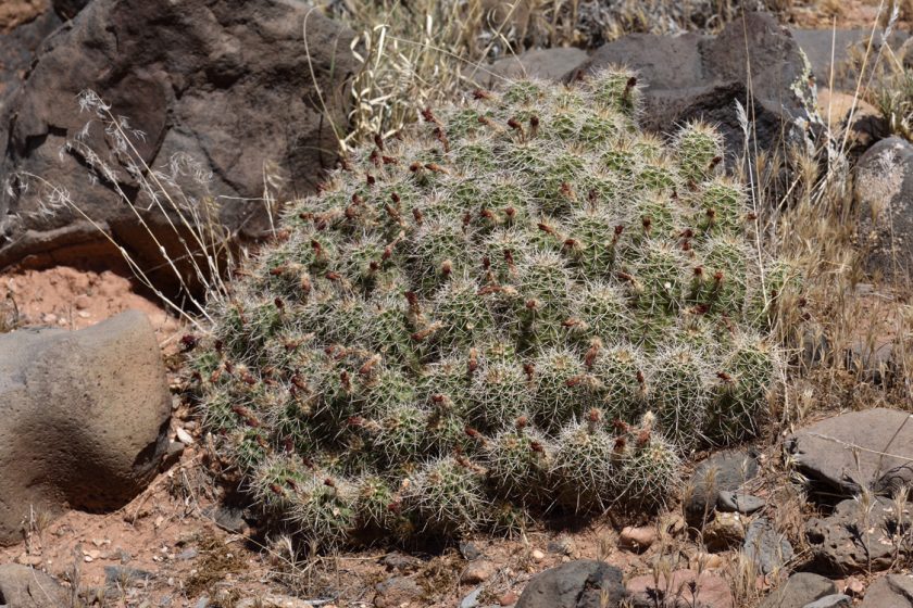 Echinocereus bakeri, USA, Utah, Washington Co.
