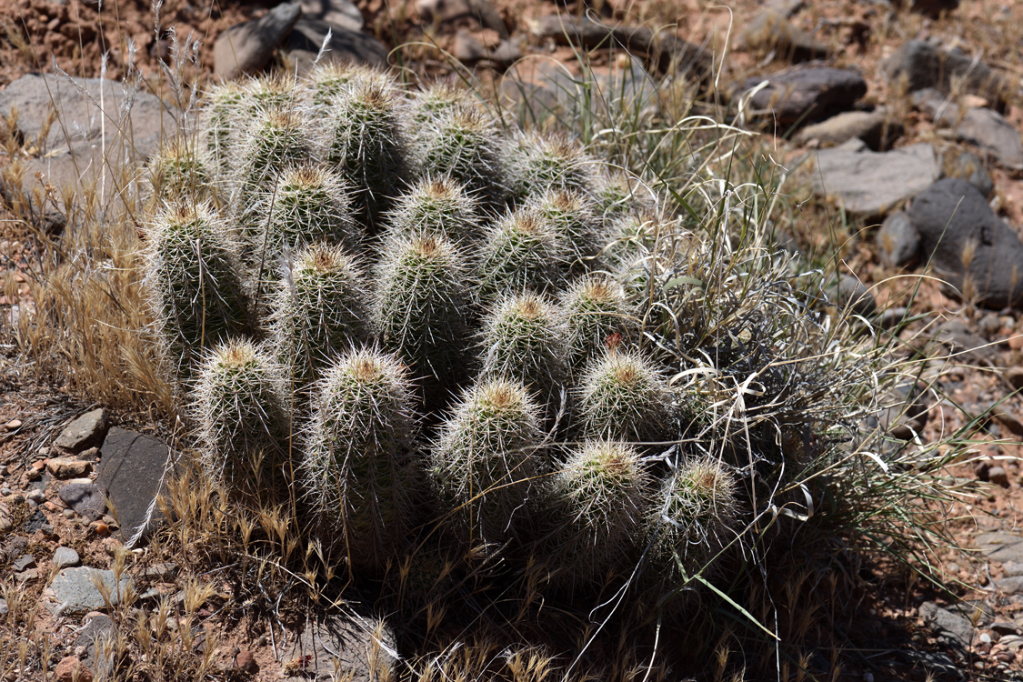 Echinocereus bakeri, USA, Utah, Washington Co.