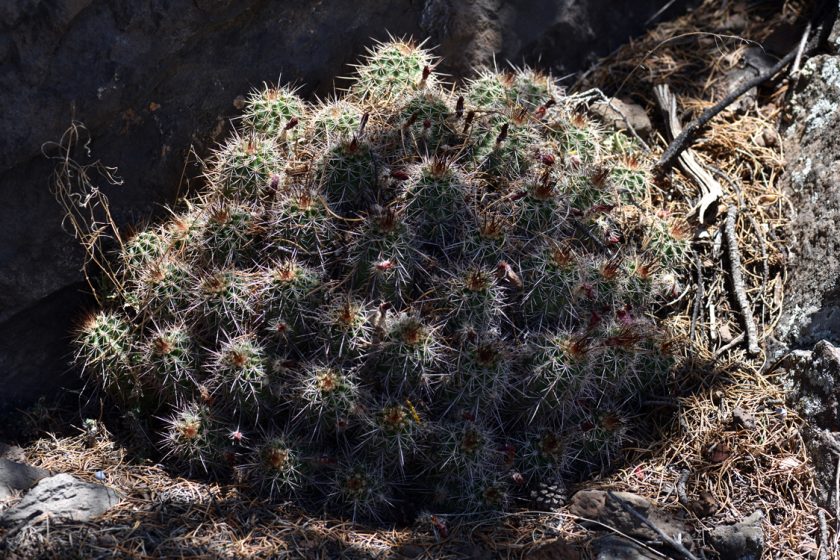 Echinocereus bakeri, USA, Utah, Washington Co.