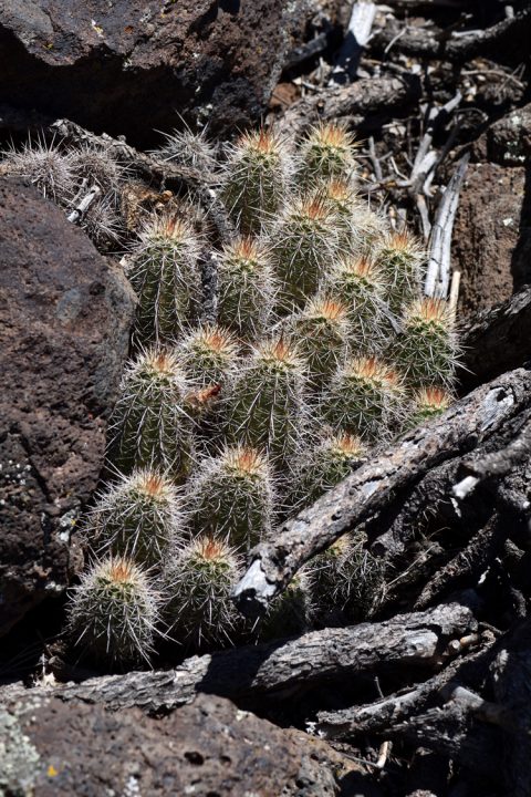Echinocereus bakeri, USA, Utah, Washington Co.