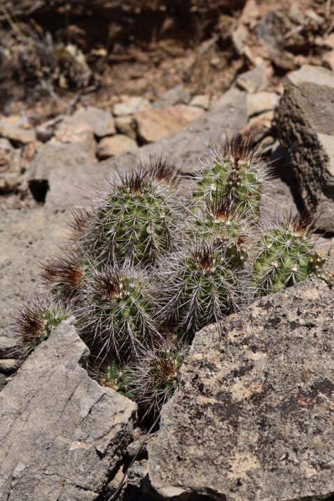 Echinocereus bakeri, USA, Utah, Washington Co.