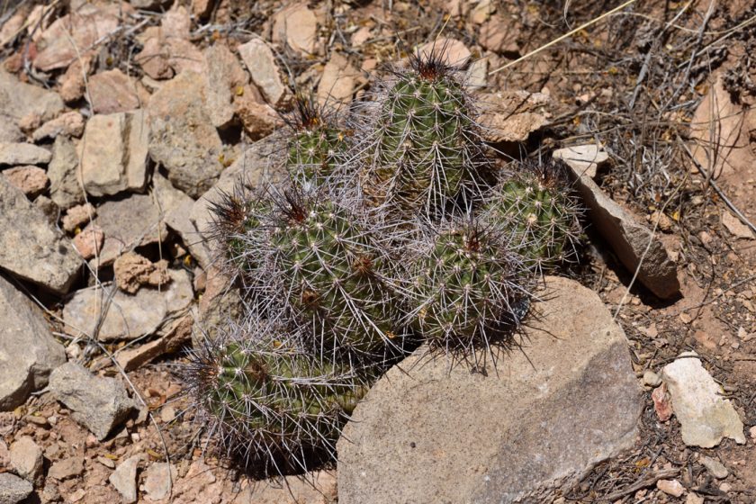 Echinocereus bakeri, USA, Utah, Washington Co.