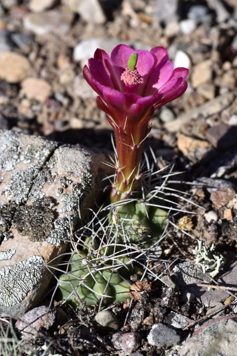 Echinocereus mojavensis, USA, Utah