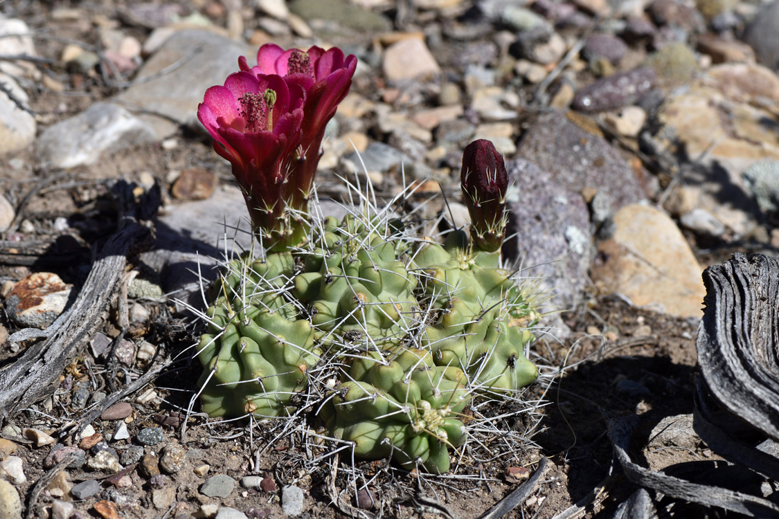 Echinocereus mojavensis, USA, Utah
